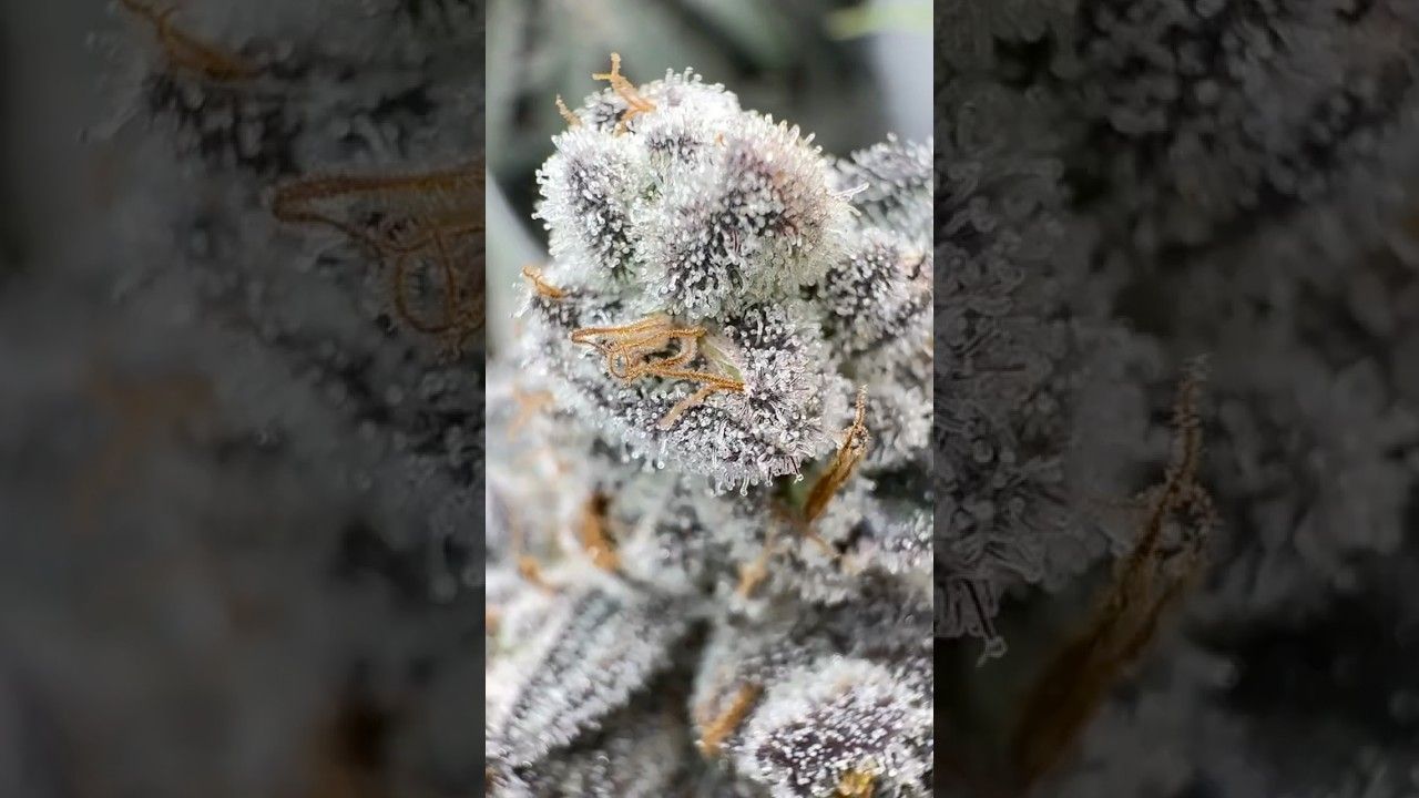 My daily routine that creates super frosty buds.jpg