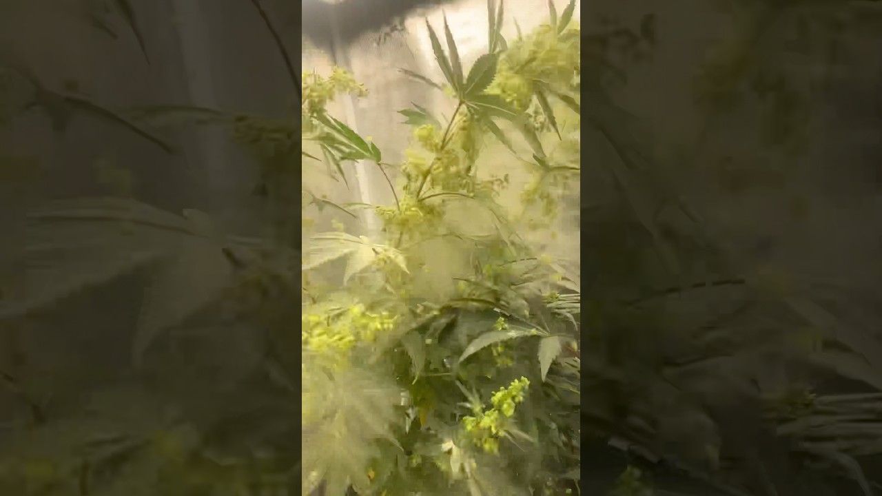 1765942863 maxresdefault.jpg