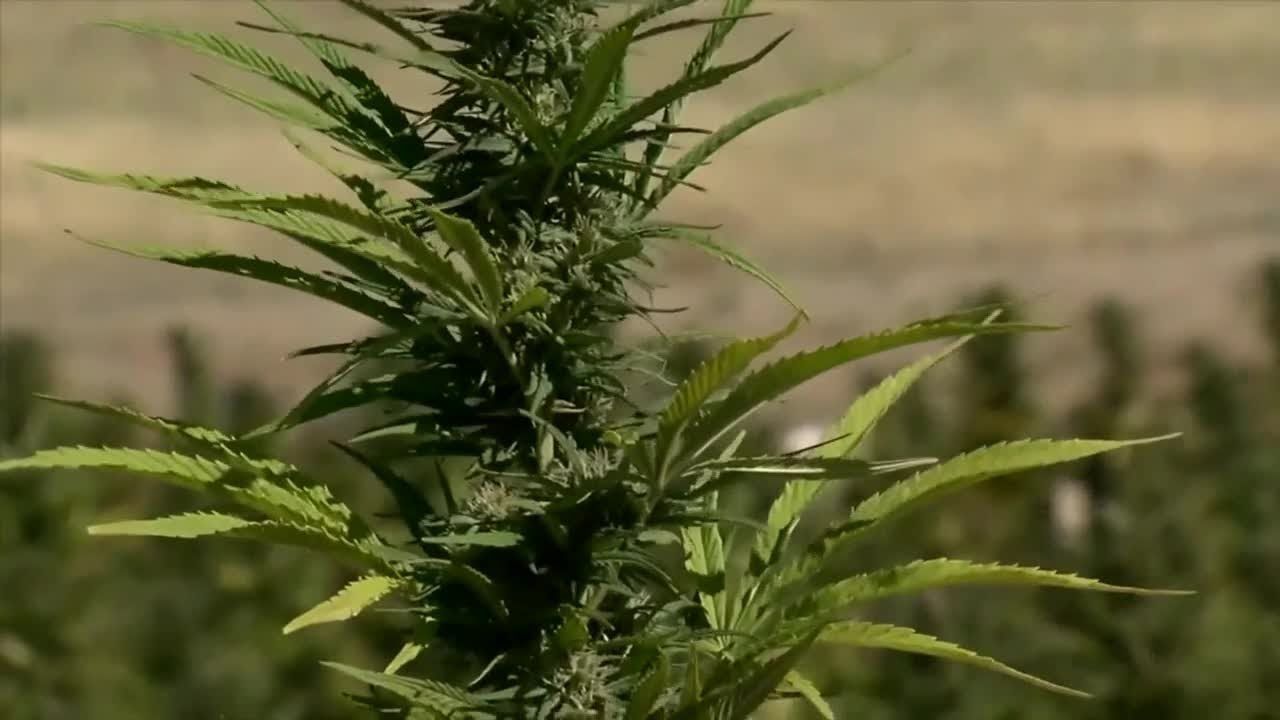 Marijuana reclassification expands medical cannabis business reach.jpg