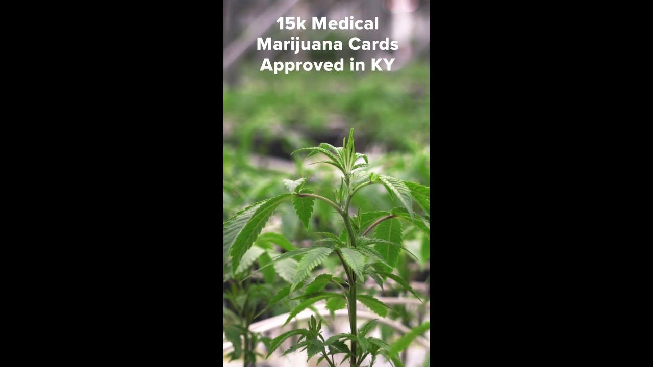 15000 medical marijuana cards issued in kentucky.jpg