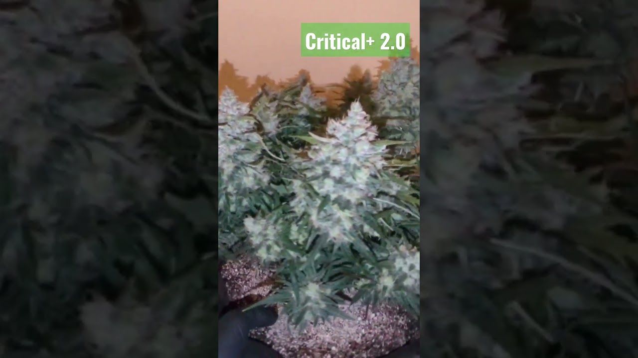 1770868523 maxresdefault.jpg