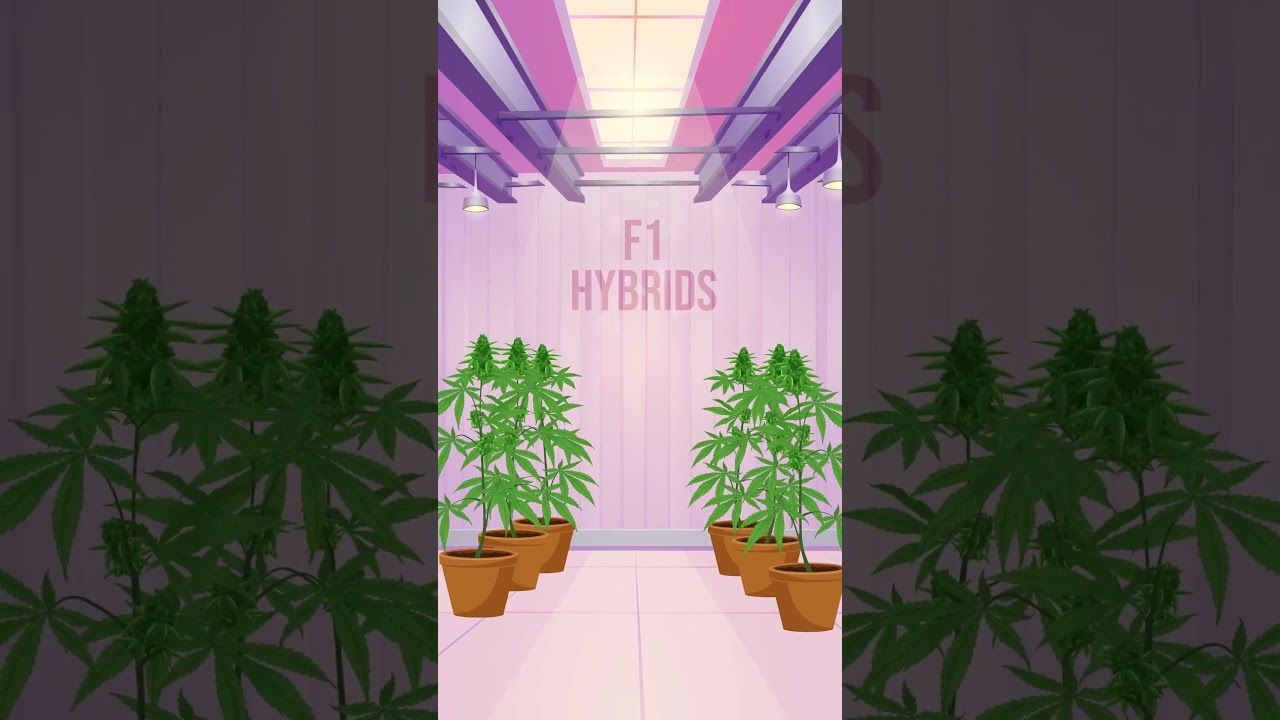 1763255161 maxresdefault.jpg