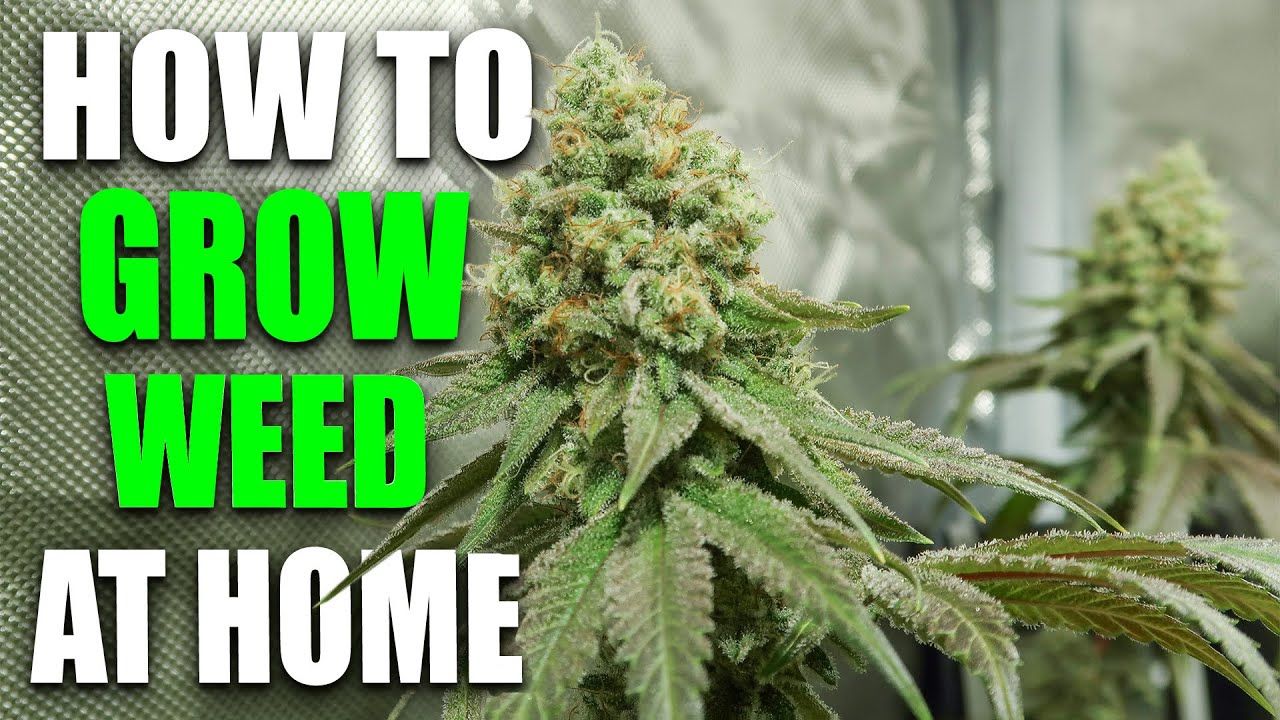 1771092313 maxresdefault.jpg