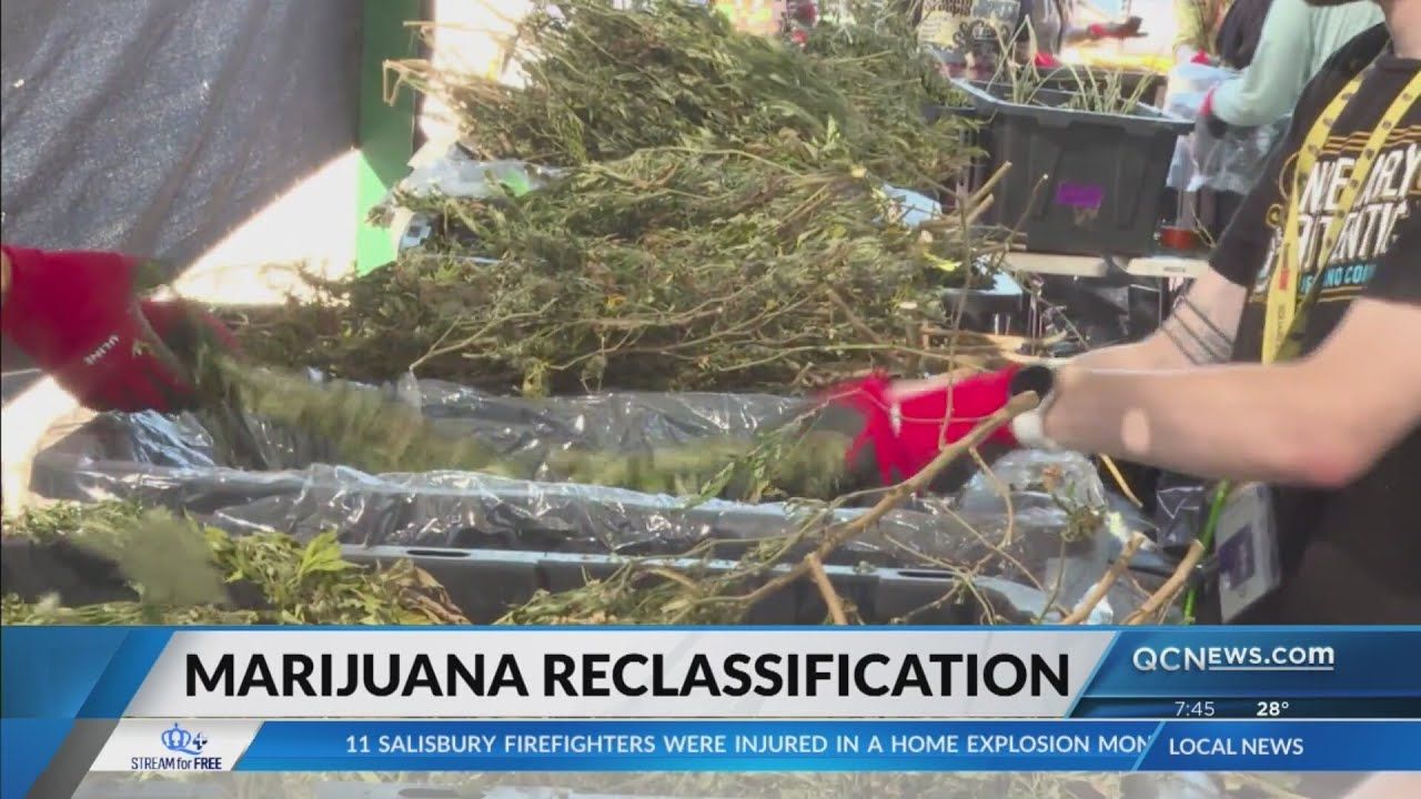 Trump is ‘considering marijuana reclassification.jpg