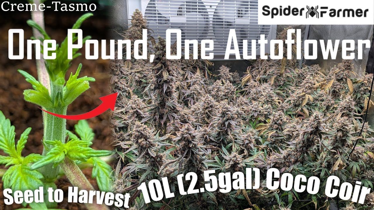 1762519504 maxresdefault.jpg