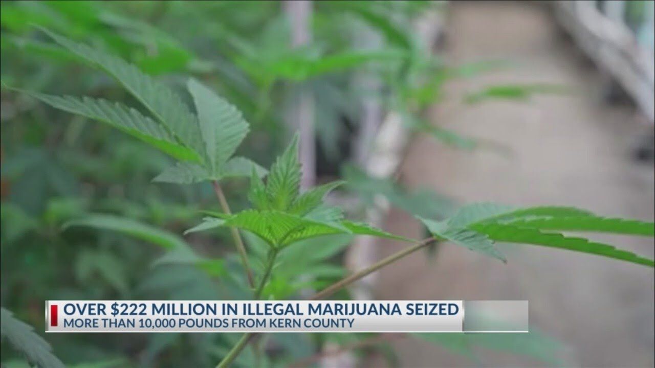 Over 222 million in illegal marijuana seized in california over.jpg