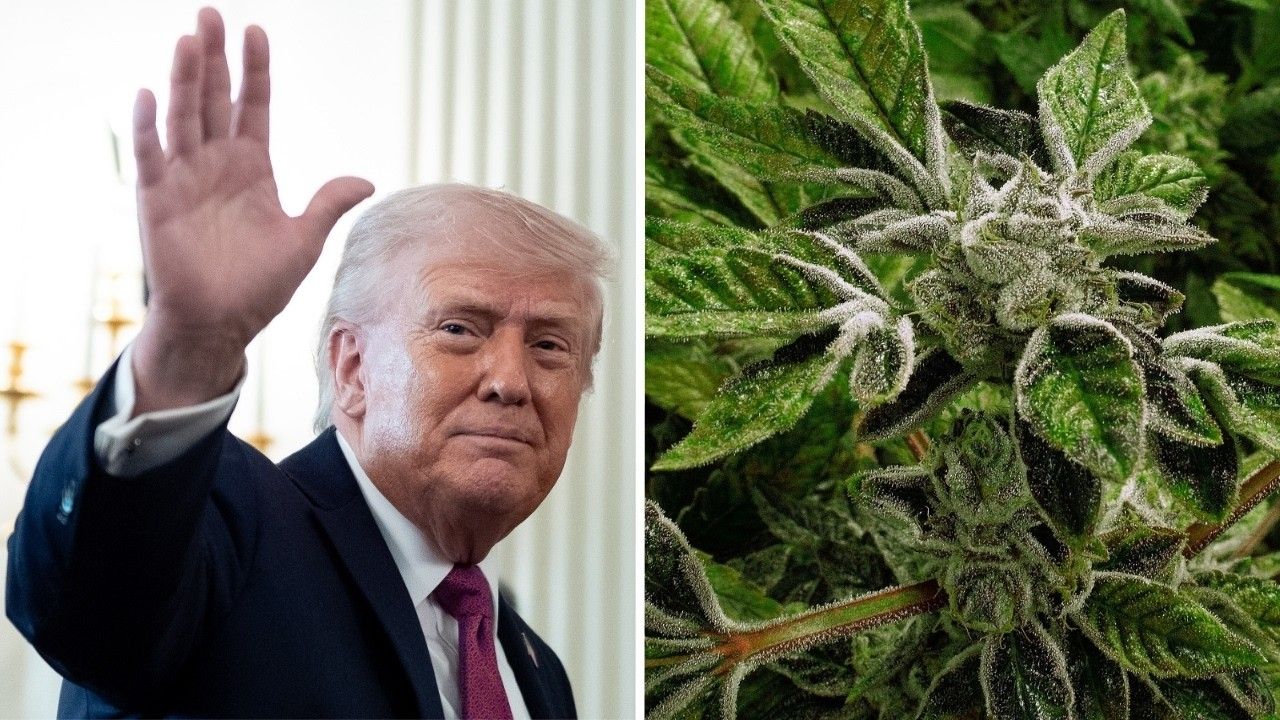 Trump reclassifies state licensed medical marijuana as a less dangerous drug in.jpg