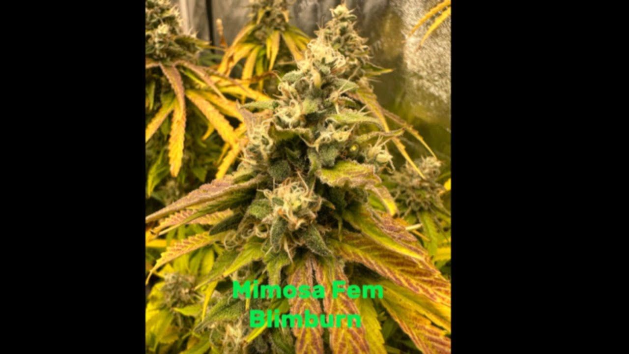 1761956886 maxresdefault.jpg