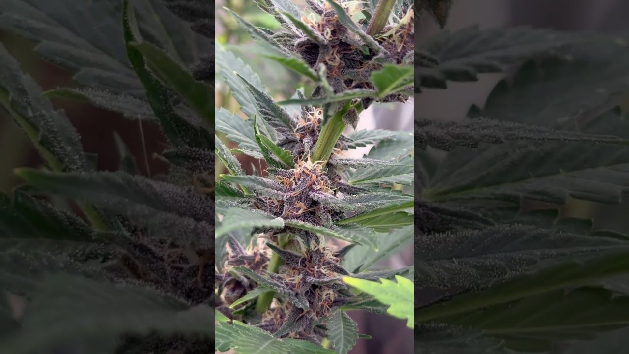 1763038013 maxresdefault.jpg