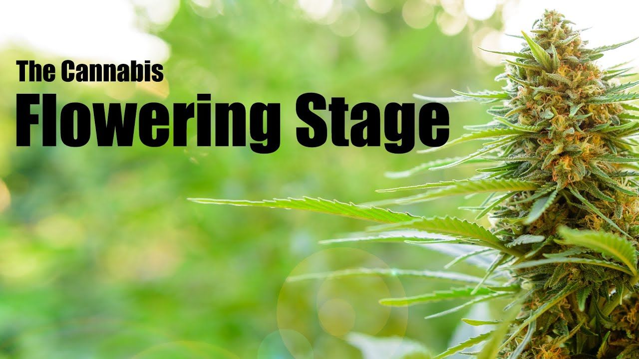 1762086058 maxresdefault.jpg