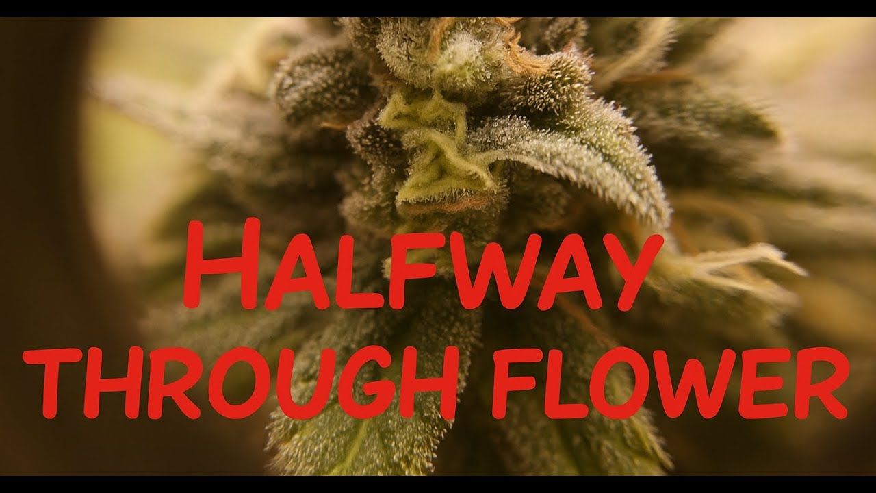 1761480484 maxresdefault.jpg