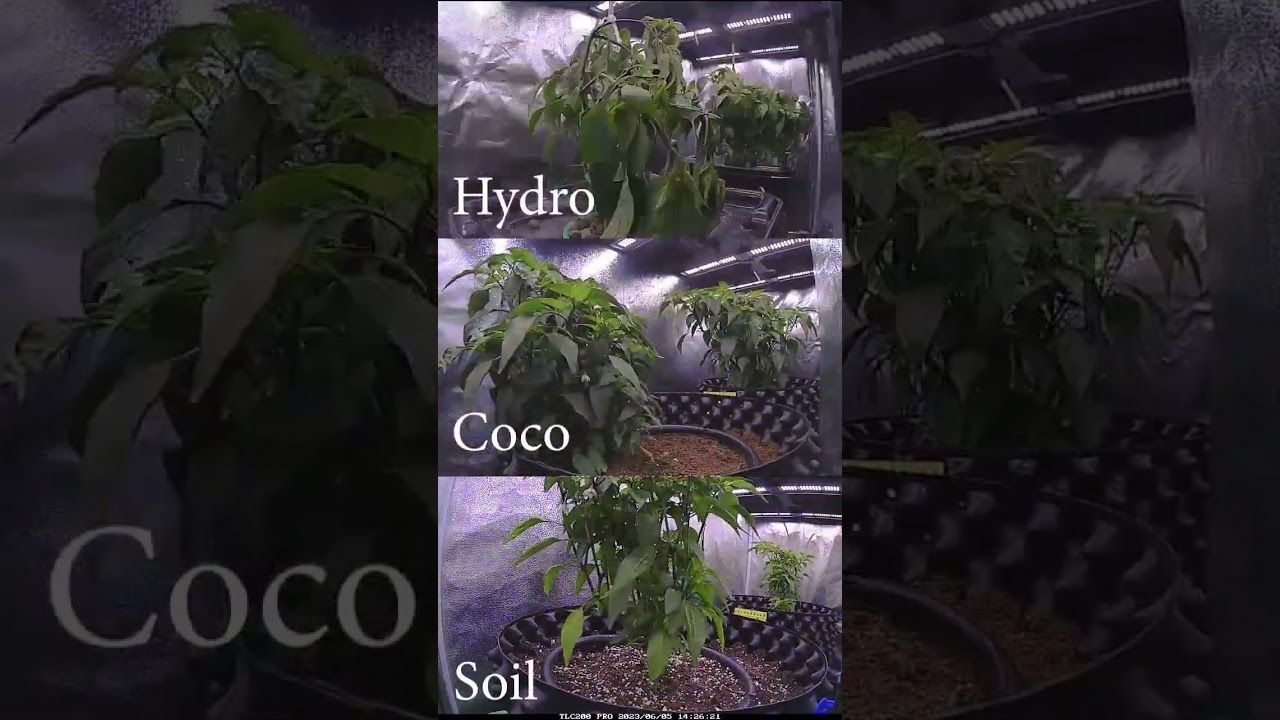 1762215918 maxresdefault.jpg