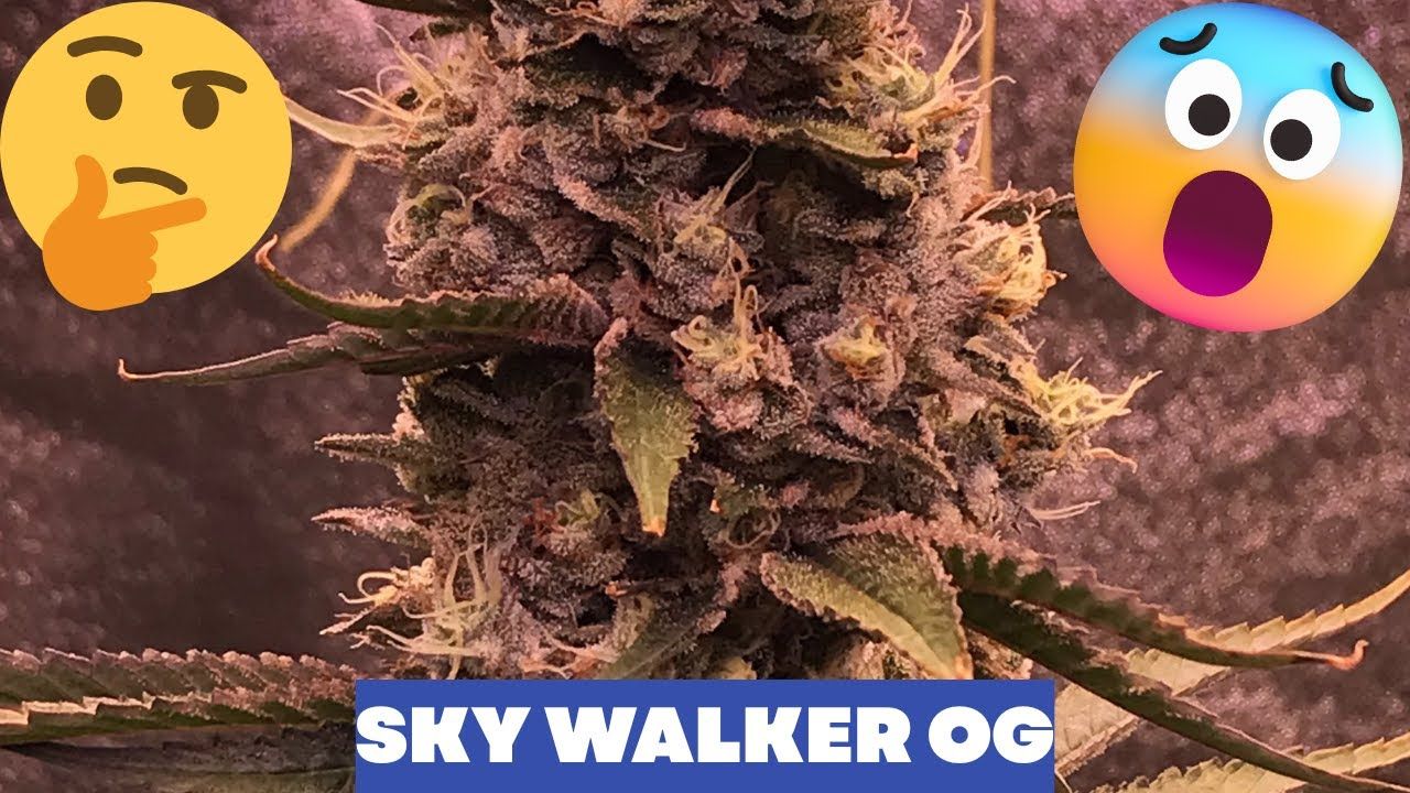 1761913055 maxresdefault.jpg