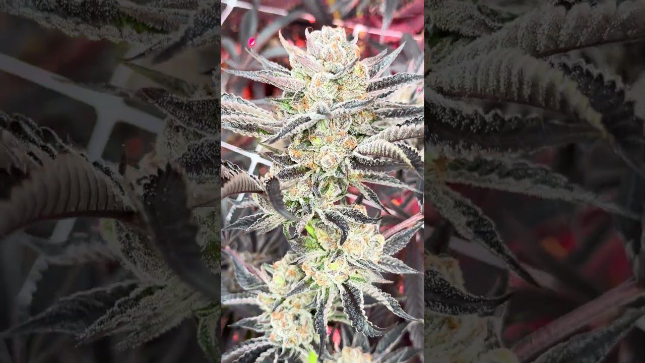 1768489017 maxresdefault.jpg