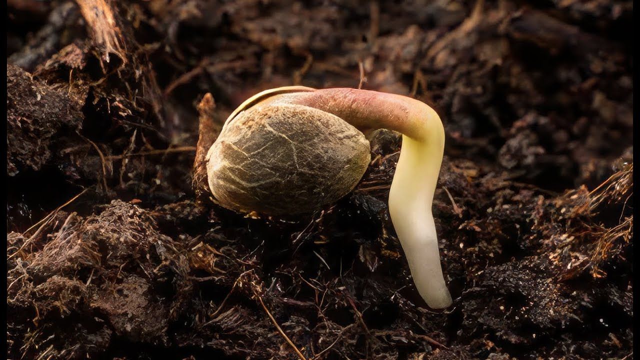 1773385436 maxresdefault.jpg