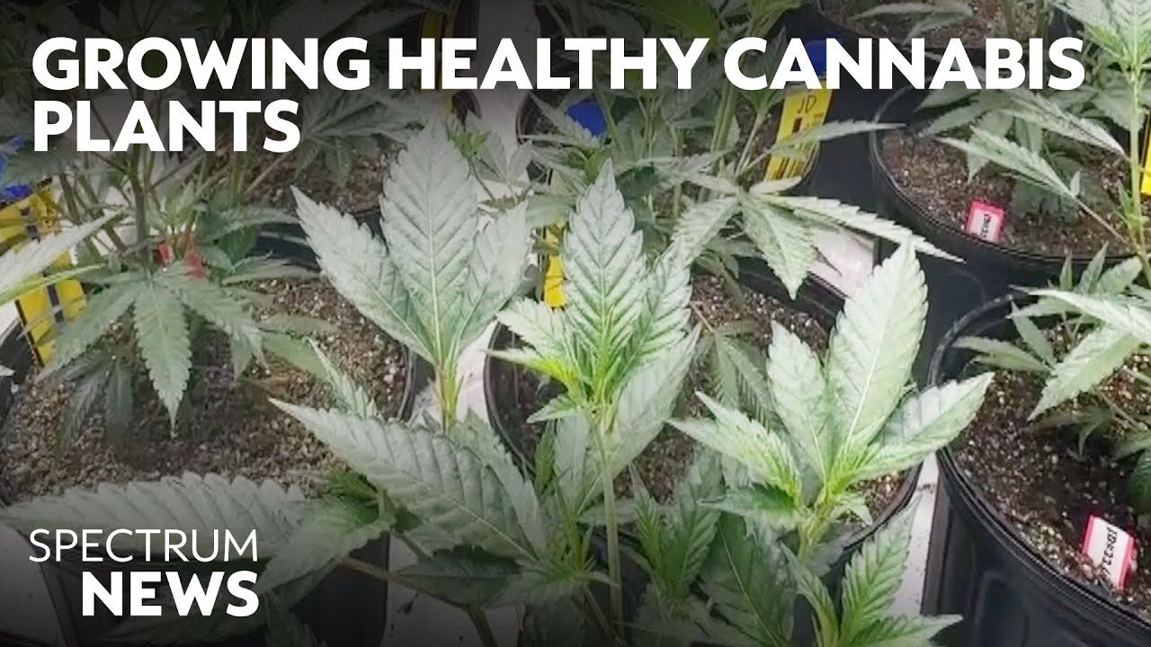 1762908258 maxresdefault.jpg