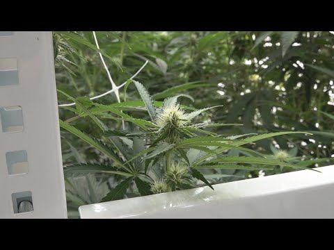 1769231403 hqdefault.jpg