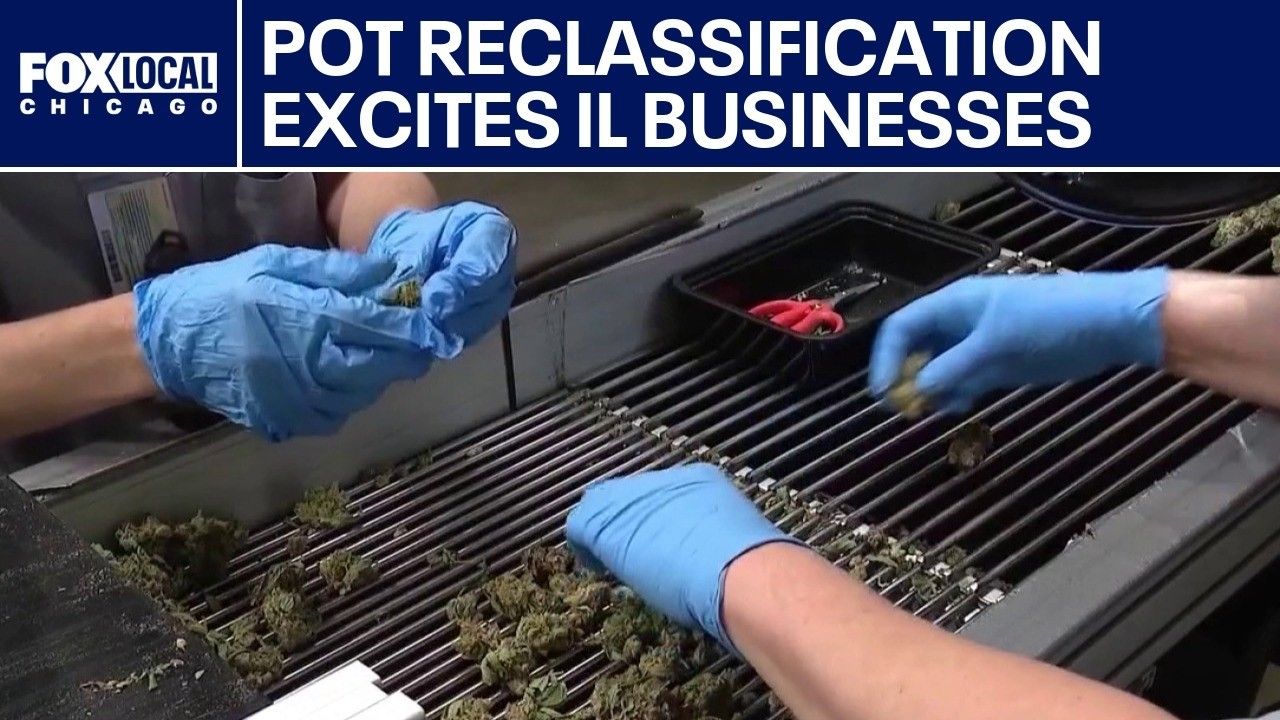 Marijuana reclassified federally bringing major changes to illinois cannabis industry.jpg