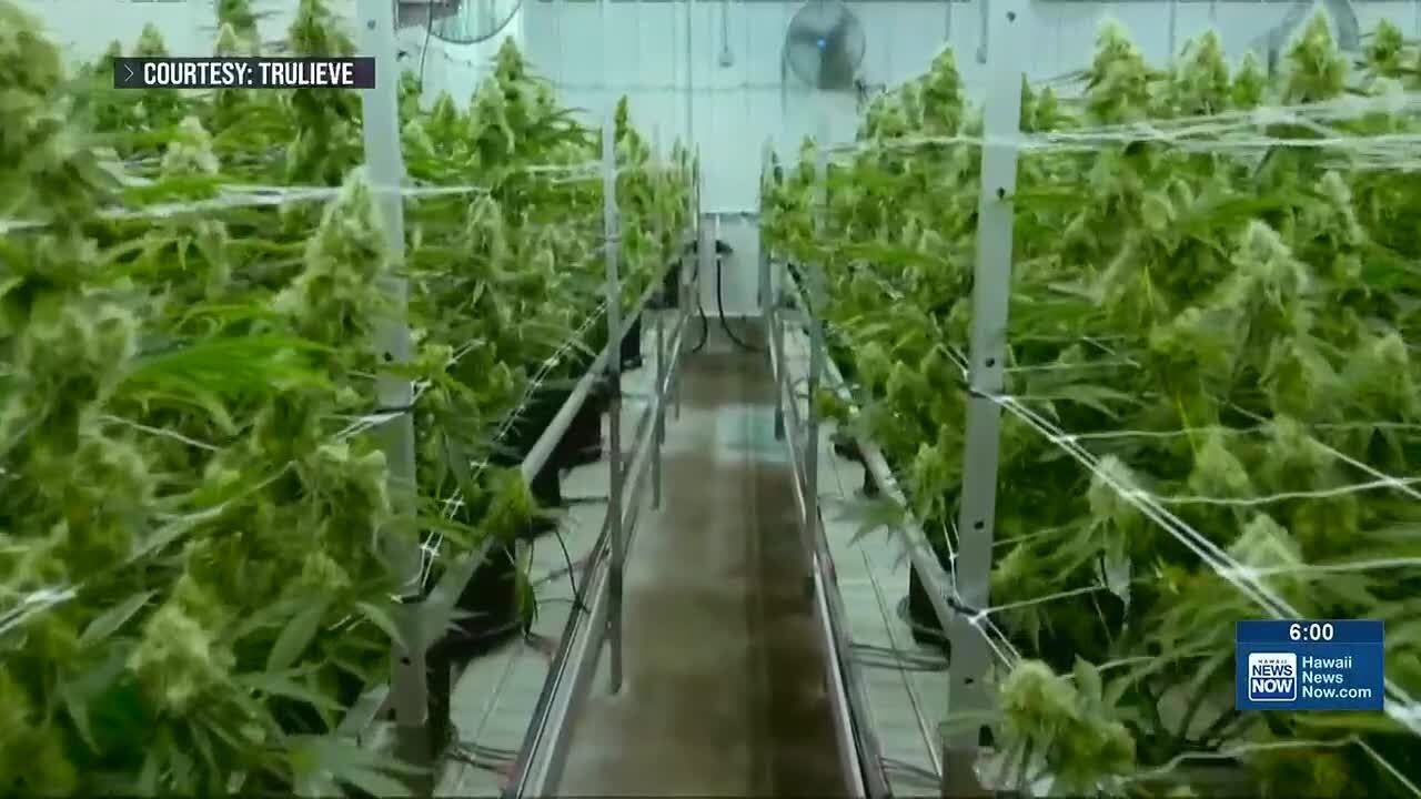 Feds decriminalize medical marijuana.jpg