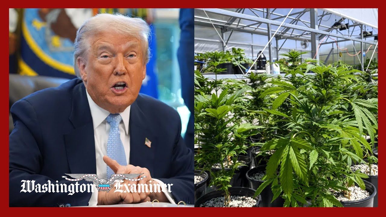 Trump signs executive order aimed at boosting medical marijuana.jpg