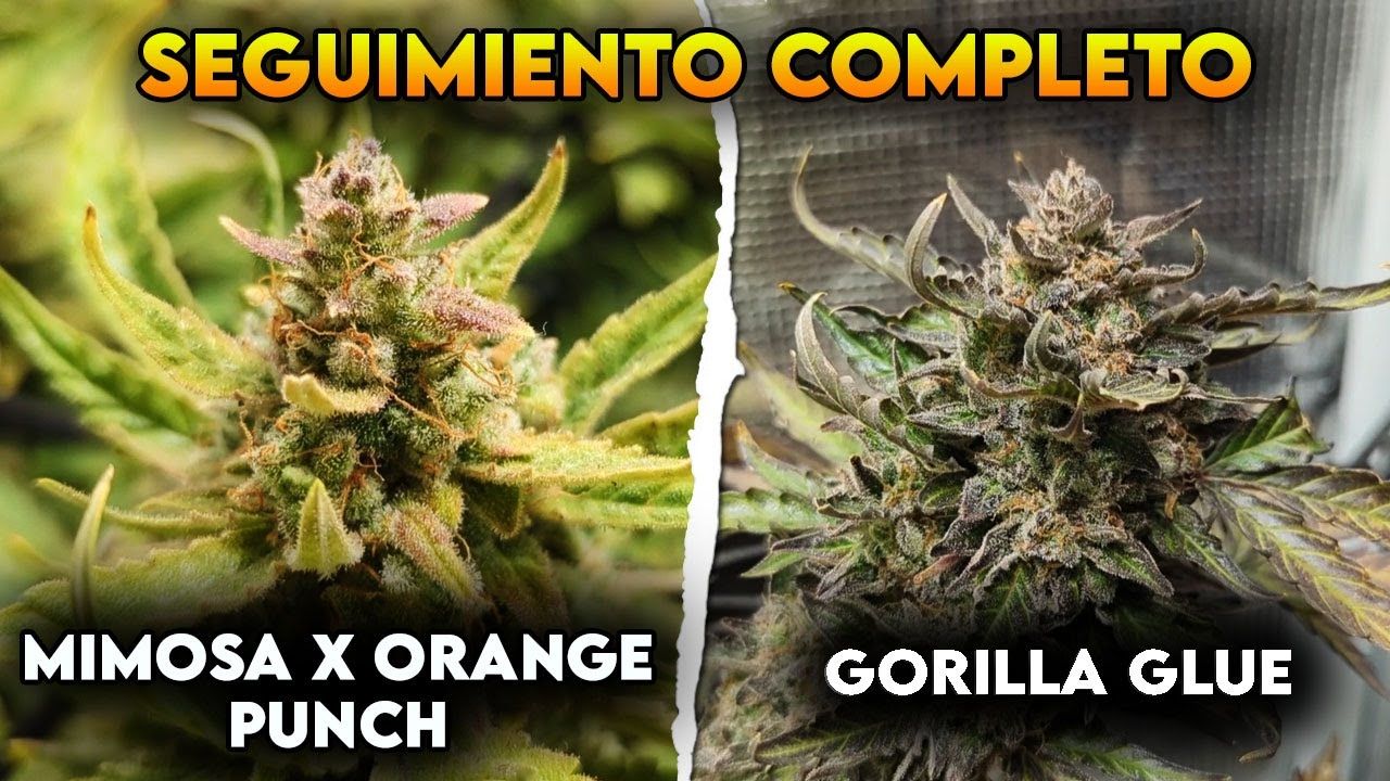 1760961798 maxresdefault.jpg