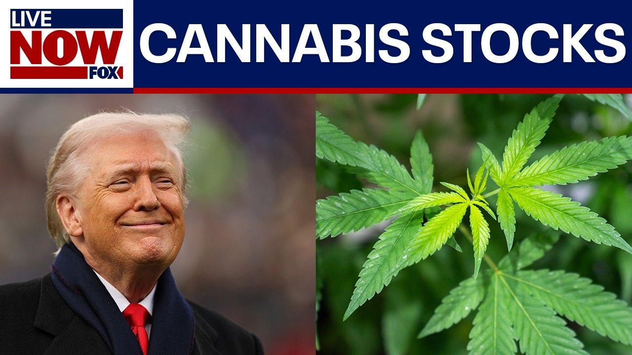 Cannabis stocks surge after reports that trump may reclassify the.jpg