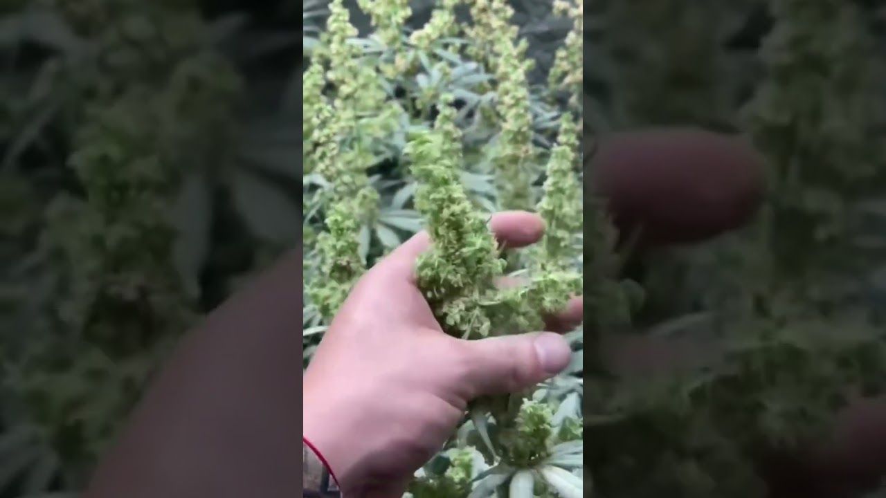 1763297577 maxresdefault.jpg