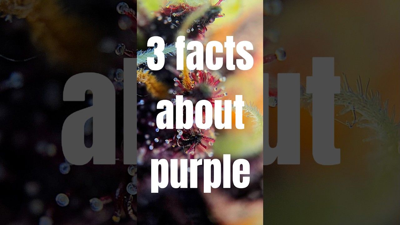 1765986355 maxresdefault.jpg