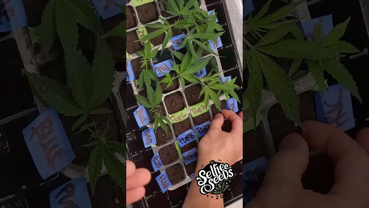 1774034377 maxresdefault.jpg