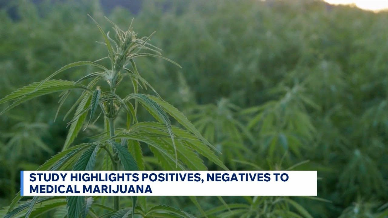 Study highlights positive negatives of medical marijuana.jpg