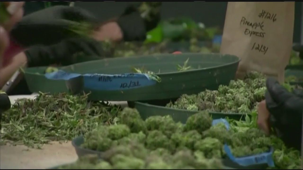 Medical marijuana use could impact your employment in massachusetts.jpg