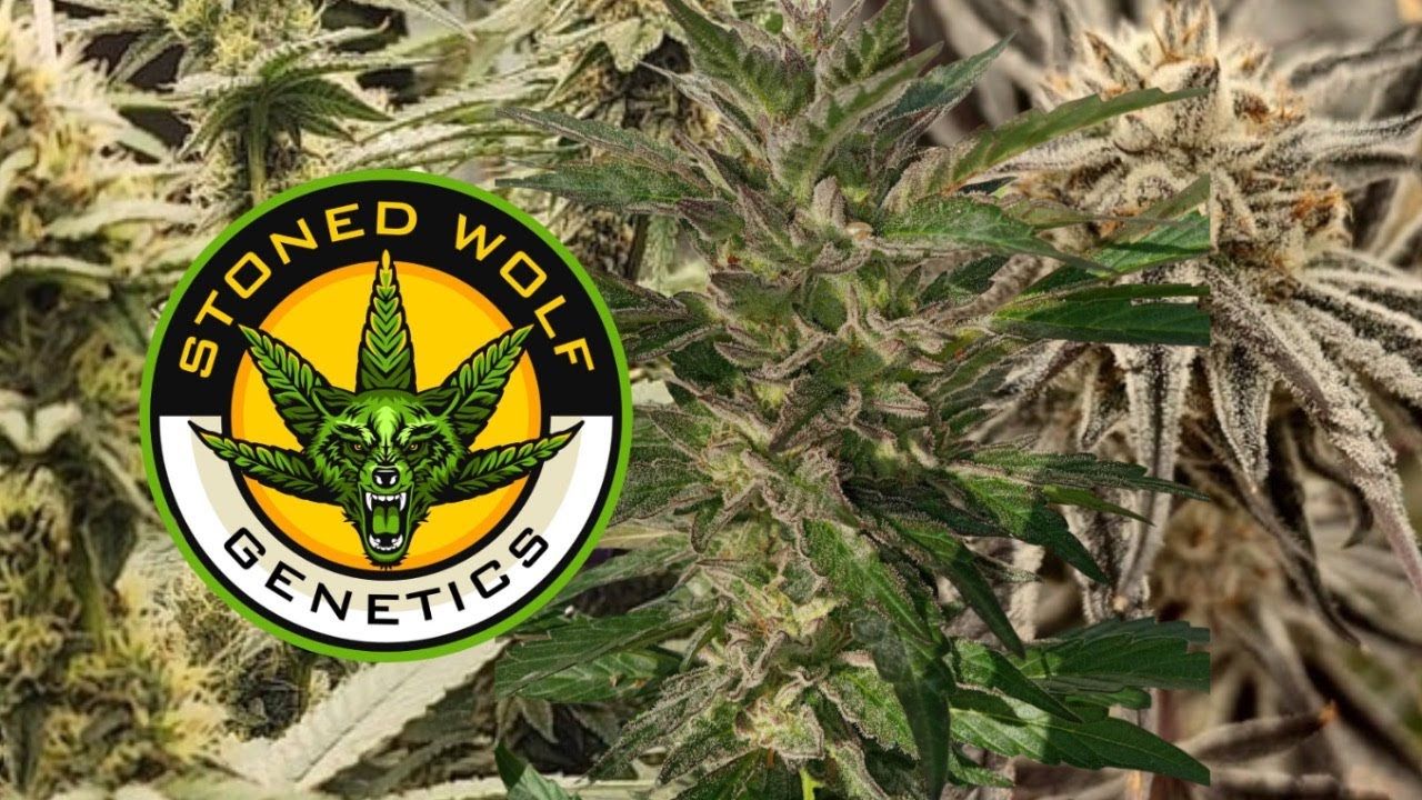 1761221265 maxresdefault.jpg