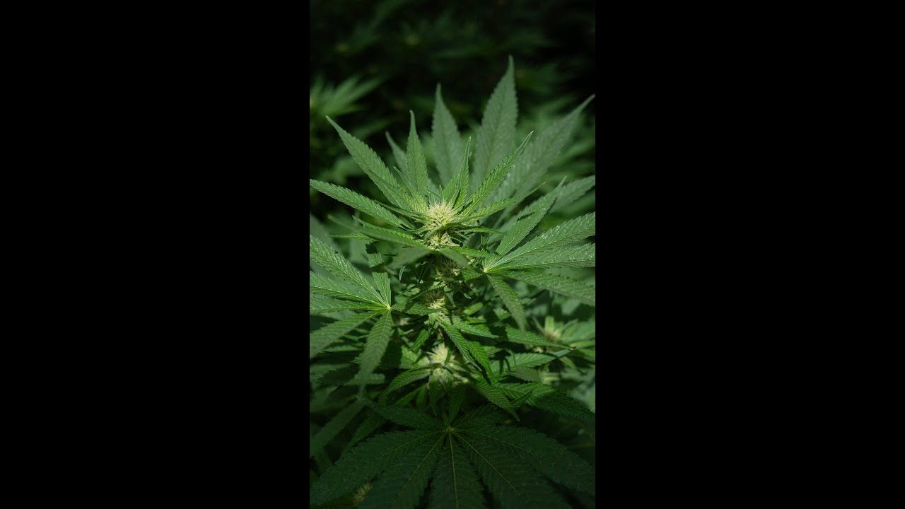 Medical marijuana reclassified what it does and doesnt mean.jpg