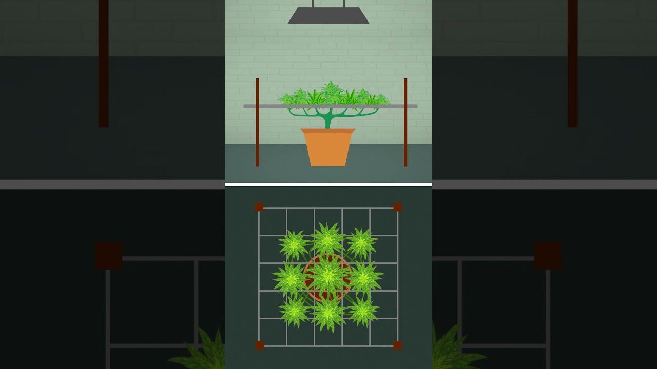 1765936622 maxresdefault.jpg