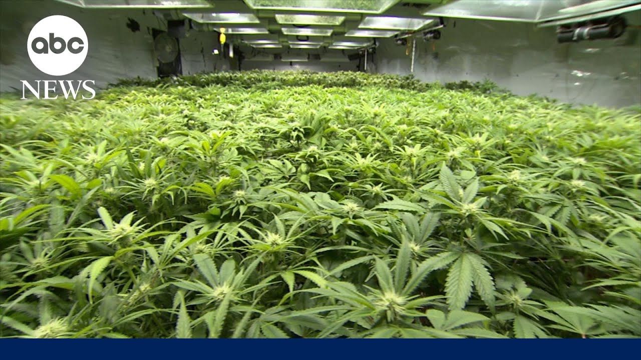 Gun ban for marijuana users gets supreme court review.jpg