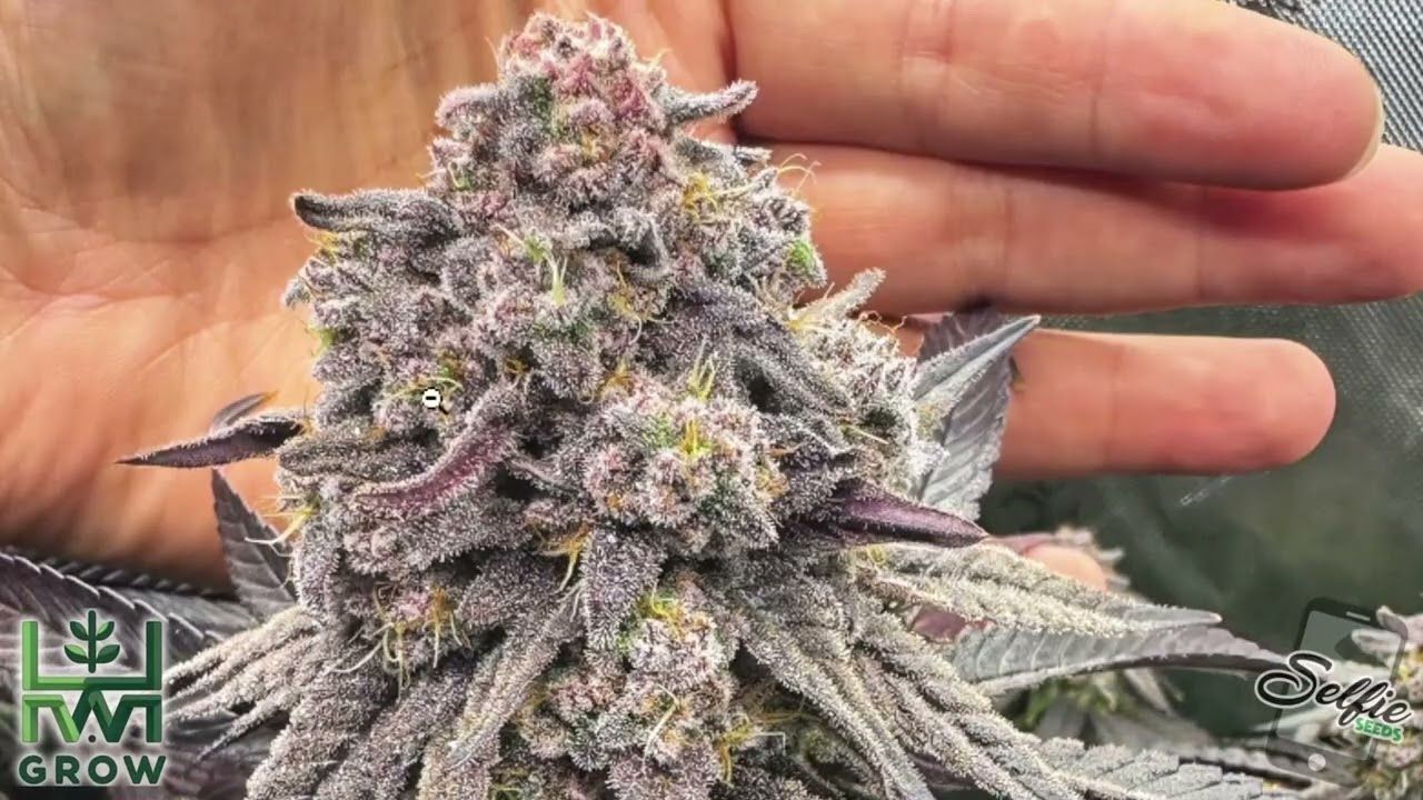 1767759804 maxresdefault.jpg