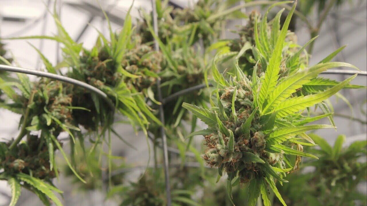 High demand for medical marijuana means more jobs.jpg