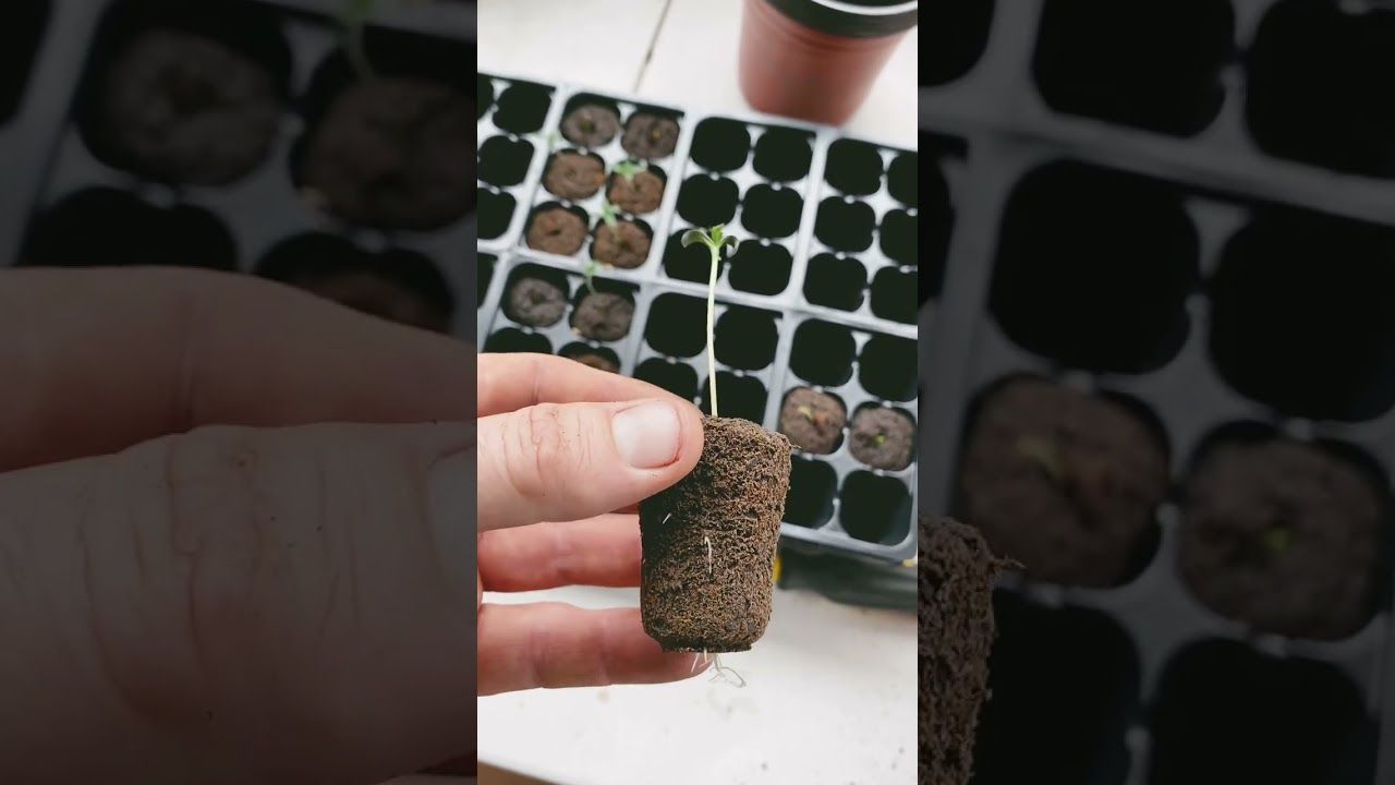 1762865818 maxresdefault.jpg