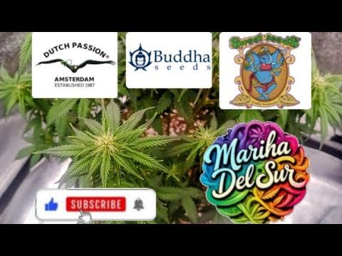 1761005056 hqdefault.jpg