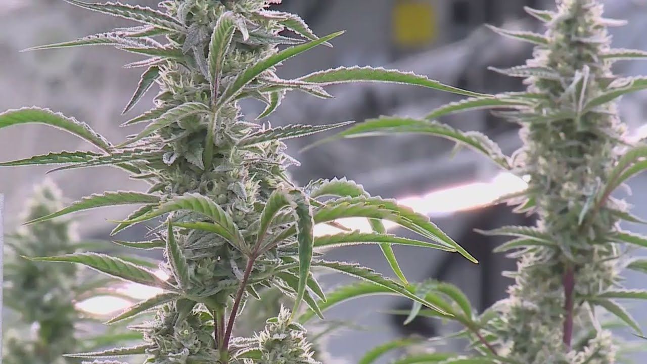 Texas medical marijuana businesses evolving with expected increase in demand.jpg