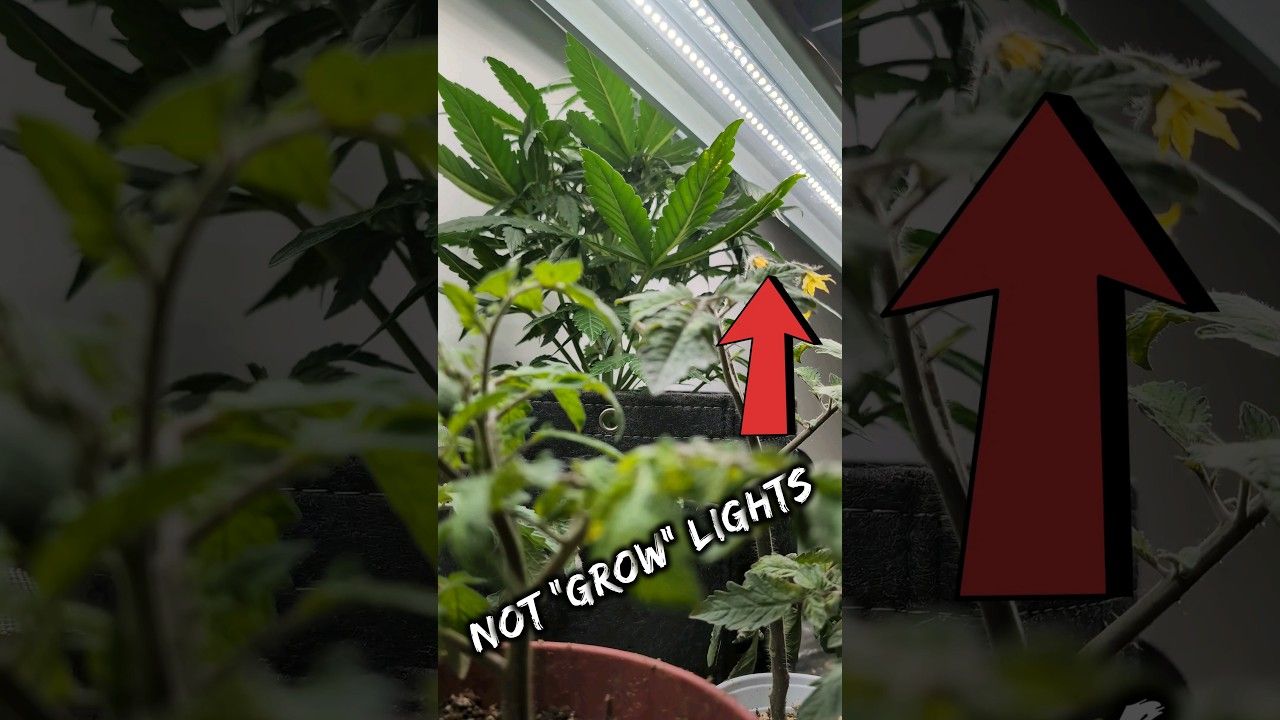 1762042824 maxresdefault.jpg