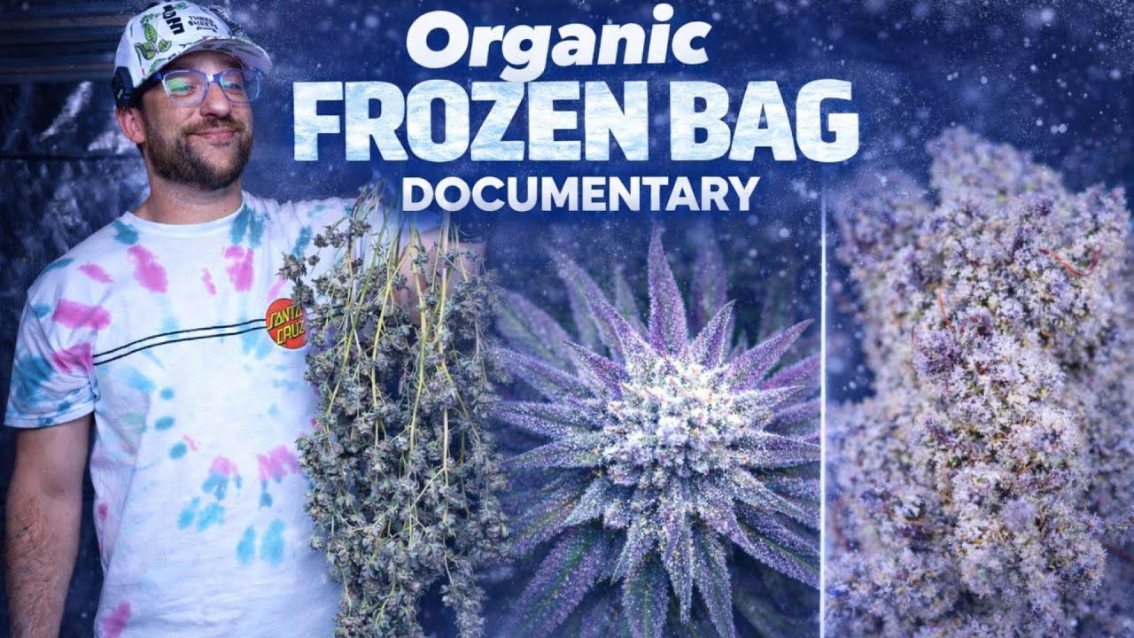 1767018053 maxresdefault.jpg