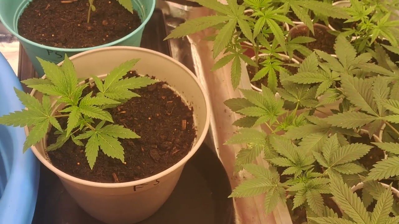 1761004623 maxresdefault.jpg