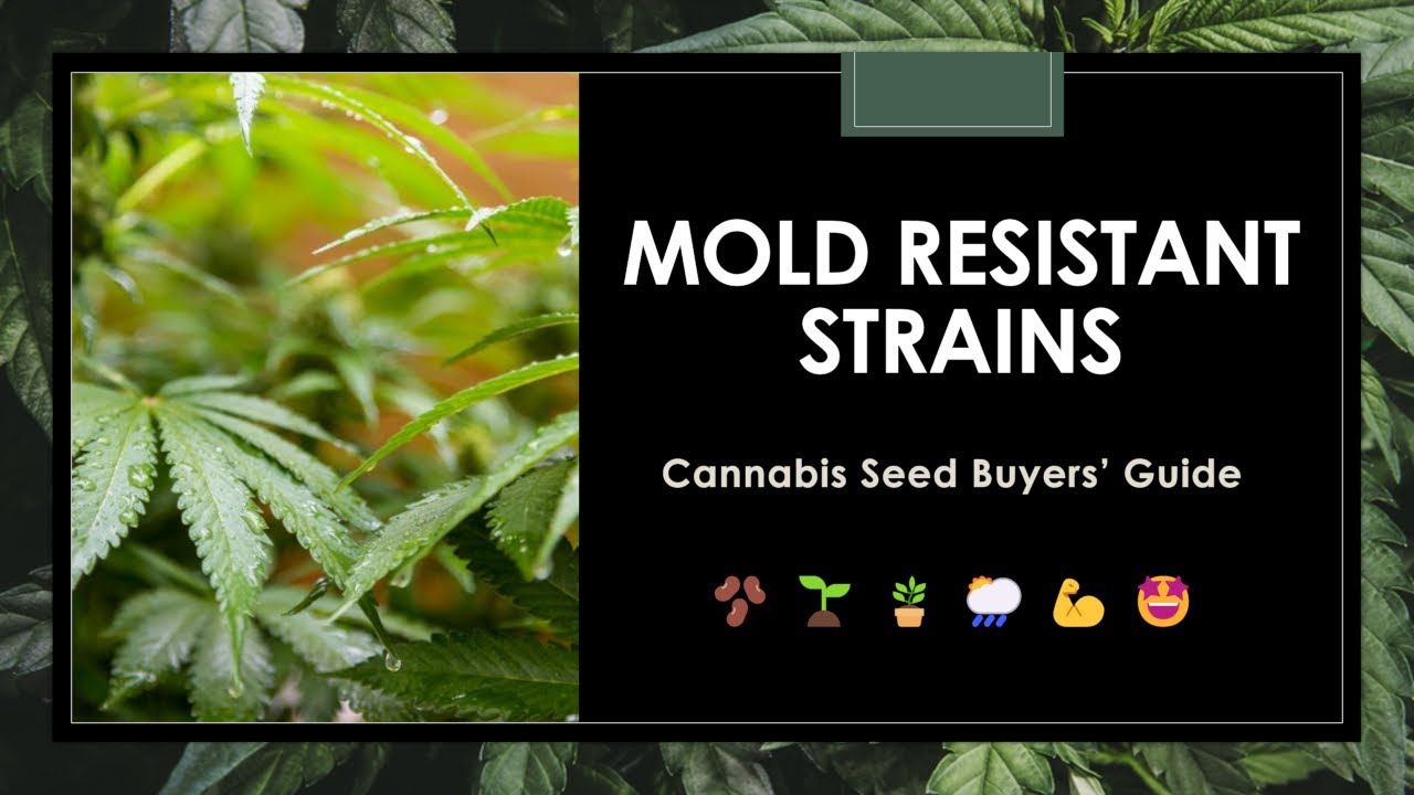 1762822534 maxresdefault.jpg