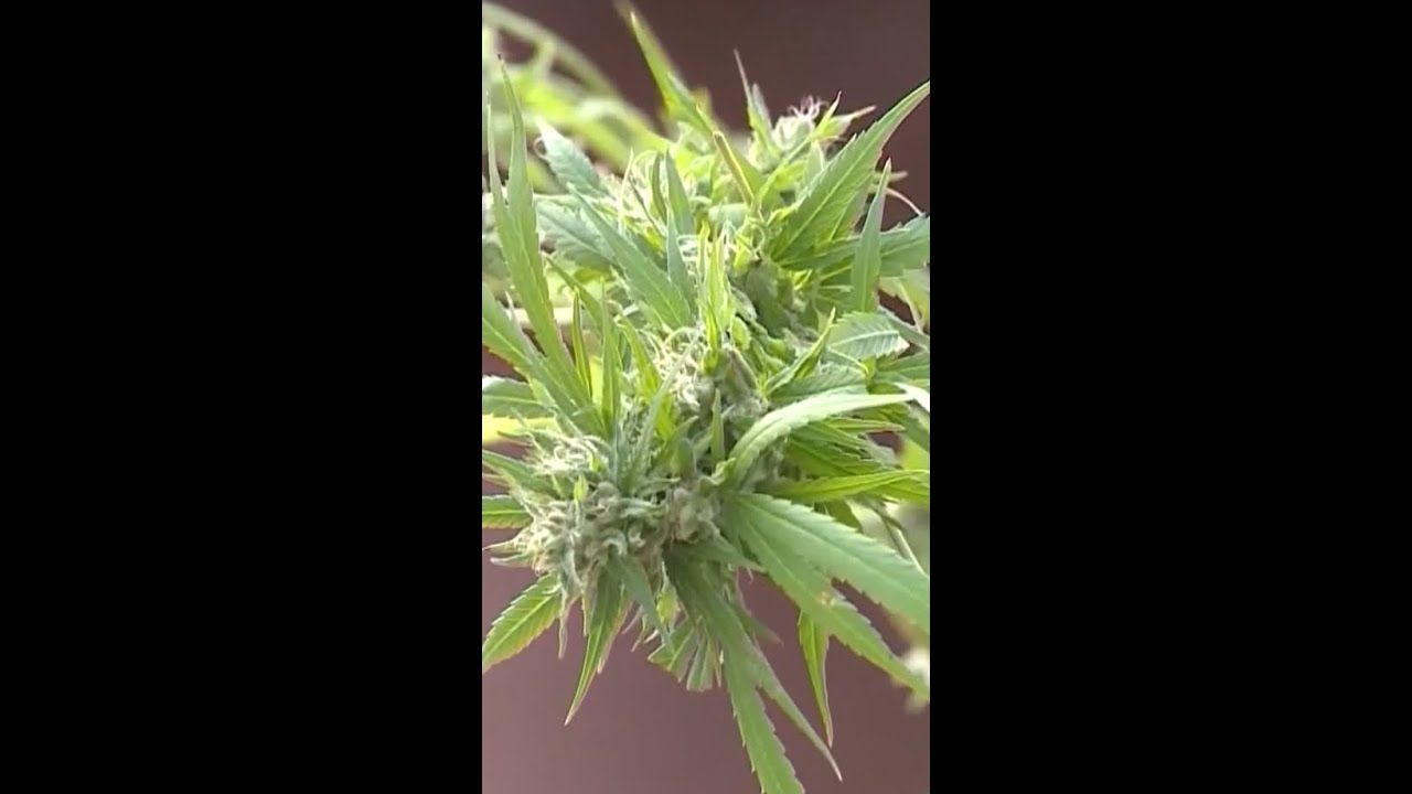 How could oklahoma put medical marijuana back on the ballot.jpg