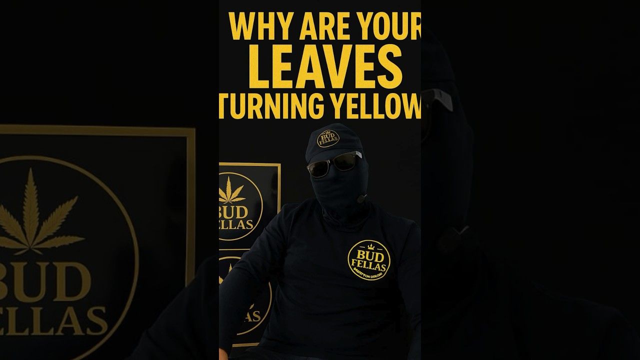 1761611046 maxresdefault.jpg