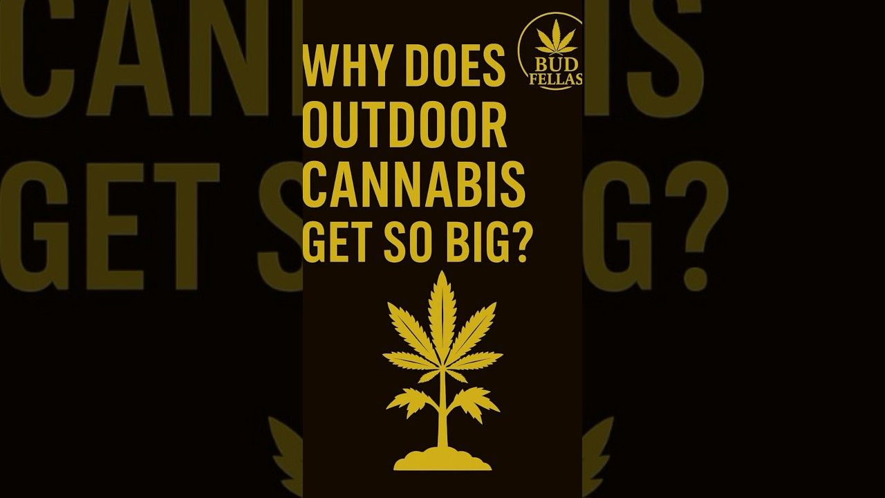 1771560659 maxresdefault.jpg