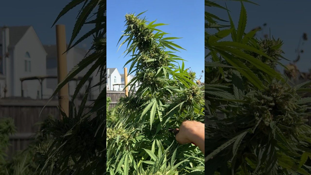 1774762619 maxresdefault.jpg