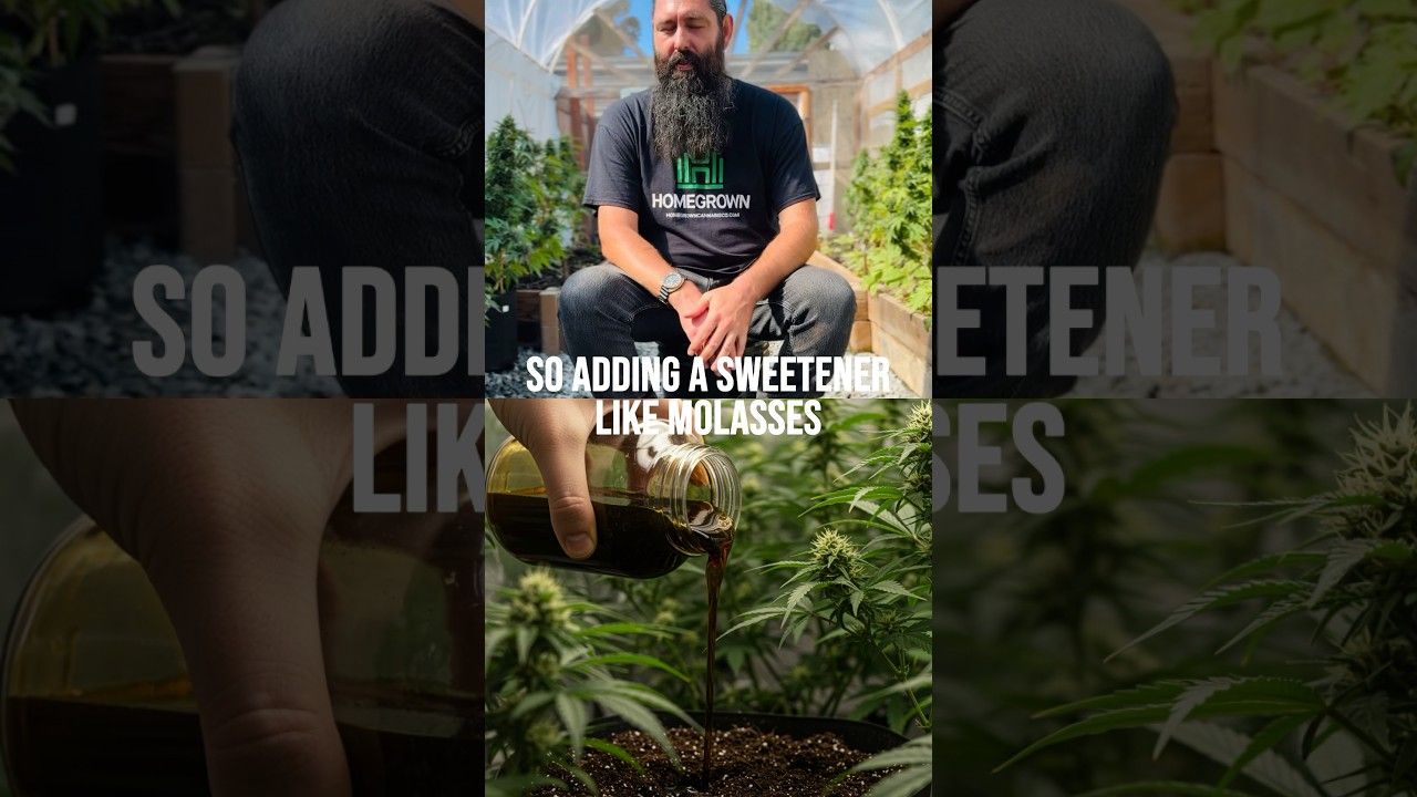 1765979887 maxresdefault.jpg