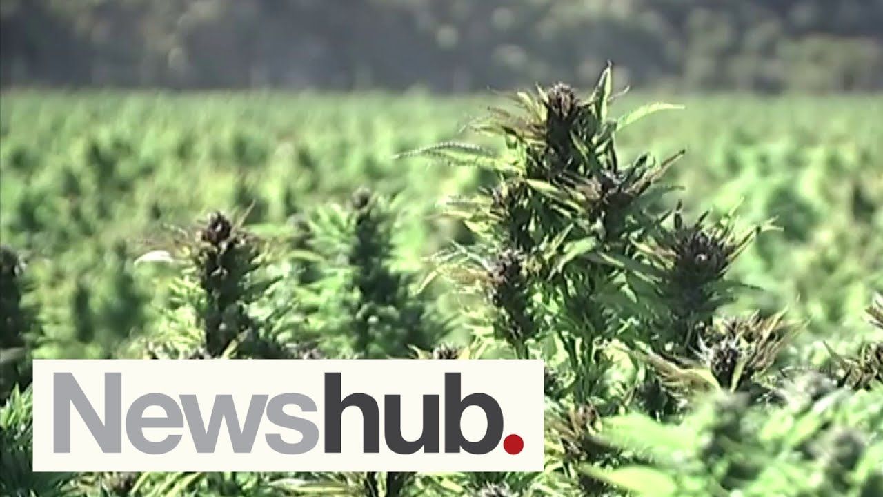 Ministry of health approves nz grown medicinal cannabis for prescription.jpg